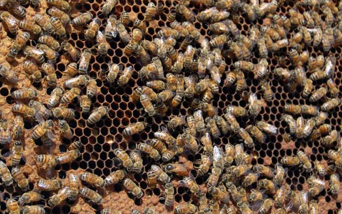 蜜蜂喂干白糖的十大好处(可以给蜜蜂喂白糖么)