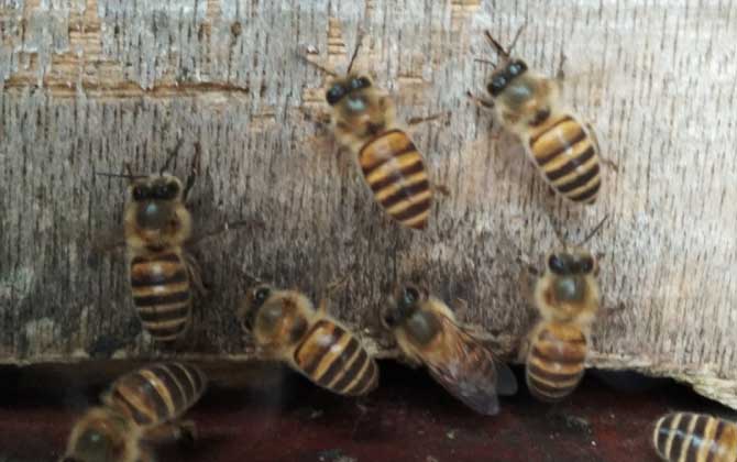 蜜蜂喂干白糖的十大好处(可以给蜜蜂喂白糖么)