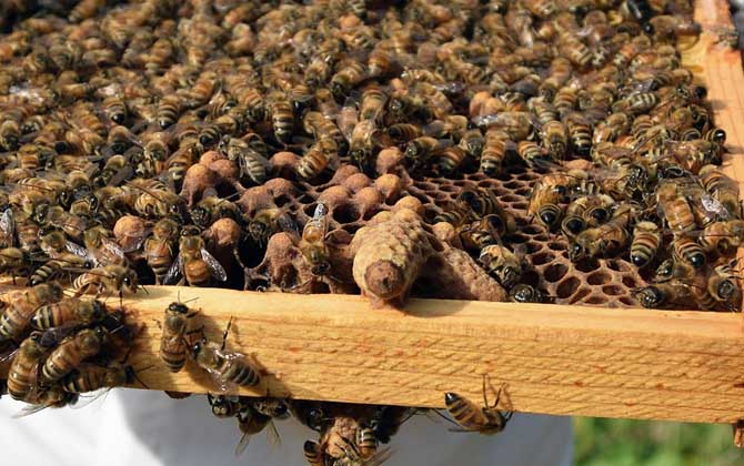 中蜂阿坝王一天可以产多少卵(蜂王一天能产多少卵)