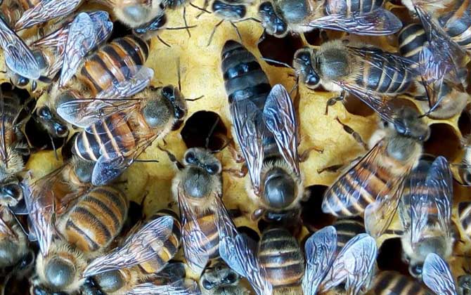 中蜂阿坝王在南方养好吗(南方能不能养殖阿坝蜜蜂)