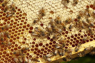 阿坝中蜂当地怎样越冬(中蜂土养,如何安全越冬)