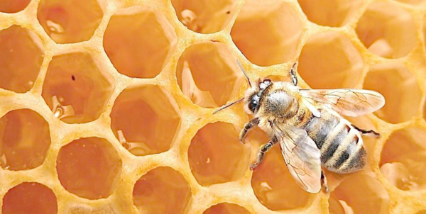 蛋群蜜蜂养殖方法和注意事项（“蛋群”只能土养，不能活框）