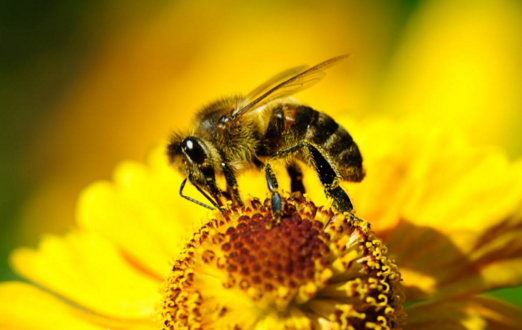 早晨巢门有好多工蜂是什么原因(蜜蜂早上巢门口聚集原因)