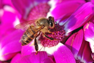 早晨巢门有好多工蜂是什么原因(蜜蜂早上巢门口聚集原因)