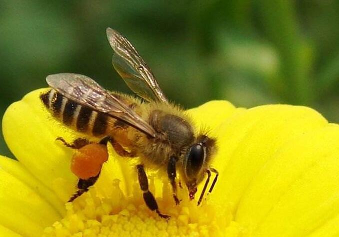 出房的工蜂没翅膀是什么原因(幼蜂出房没翅膀怎么回事)