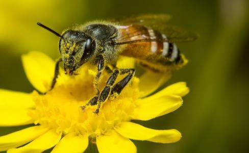 工蜂咬死蜂王是什么原因(造成蜜蜂咬死蜂王的原因有哪些)
