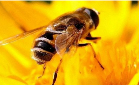 工蜂咬死蜂王是什么原因(造成蜜蜂咬死蜂王的原因有哪些)