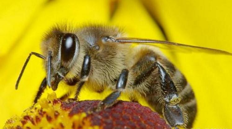 阿坝中蜂是褐色种还麻色种（阿坝养蜂必先了解的养蜂知识）