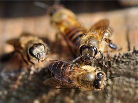 蜂场能同时养意蜂和黑蜂吗（请问东北黑蜂和意蜂能一起养吗）