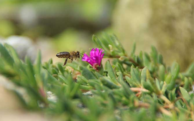 蜂种的鉴定和选购