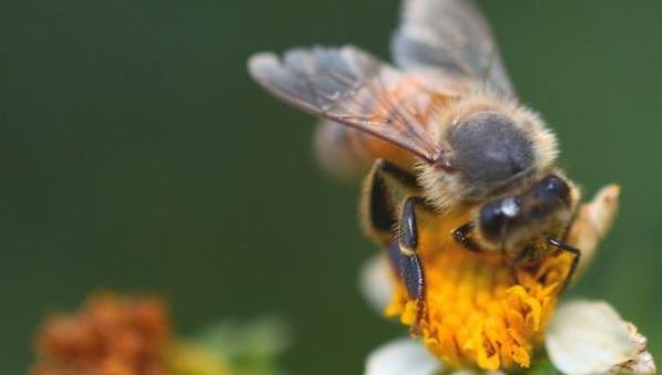 中蜂场能拒绝别人放意蜂吗(意蜂和中蜂可以同场养殖吗)