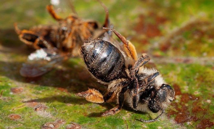 中蜂场能拒绝别人放意蜂吗(意蜂和中蜂可以同场养殖吗)