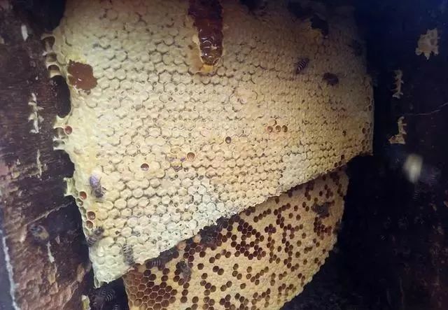 刮蜜后蜜蜂多久能恢复（割蜜后蜜蜂多久才正常进粉）