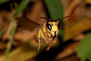 ​工蜂未羽化是什么原因（工蜂叼走还未羽化的幼蜂是什么情况）