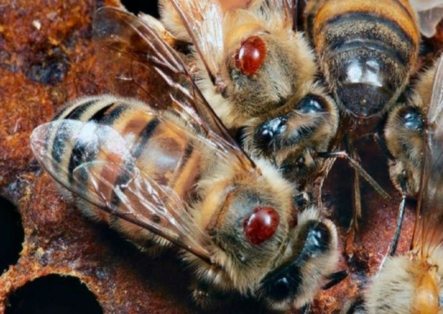 蜂场丢失的意蜂能养活吗(没有归巢的蜜蜂命运如何)