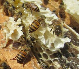 蜂场丢失的意蜂能养活吗(没有归巢的蜜蜂命运如何)