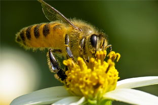 ​工蜂尾巴抖动是什么原因（蜜蜂在巢门口摇尾巴是什么意思）