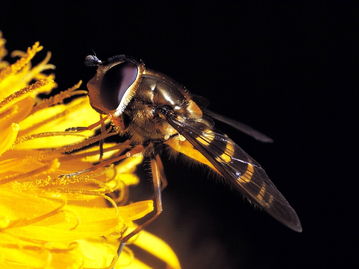 ​工蜂尾巴抖动是什么原因（蜜蜂在巢门口摇尾巴是什么意思）