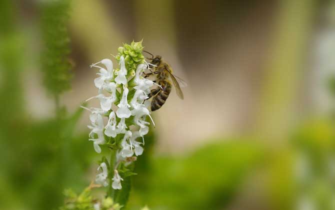 老人说被蜜蜂蛰了是好事(为什么老人说被蜜蜂蛰是好事)
