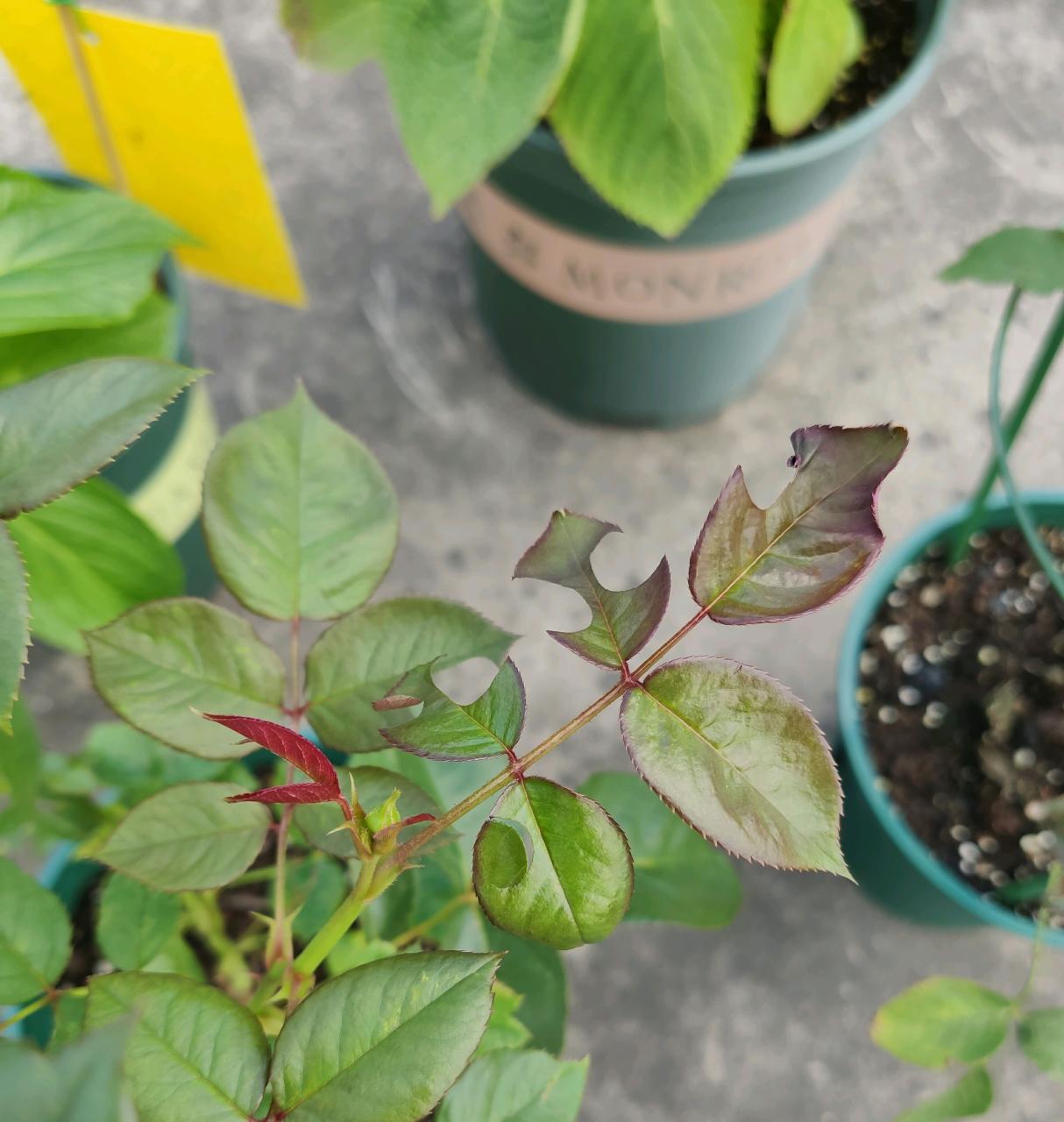 怎么对付切叶蜂(切叶蜂怎么防治)