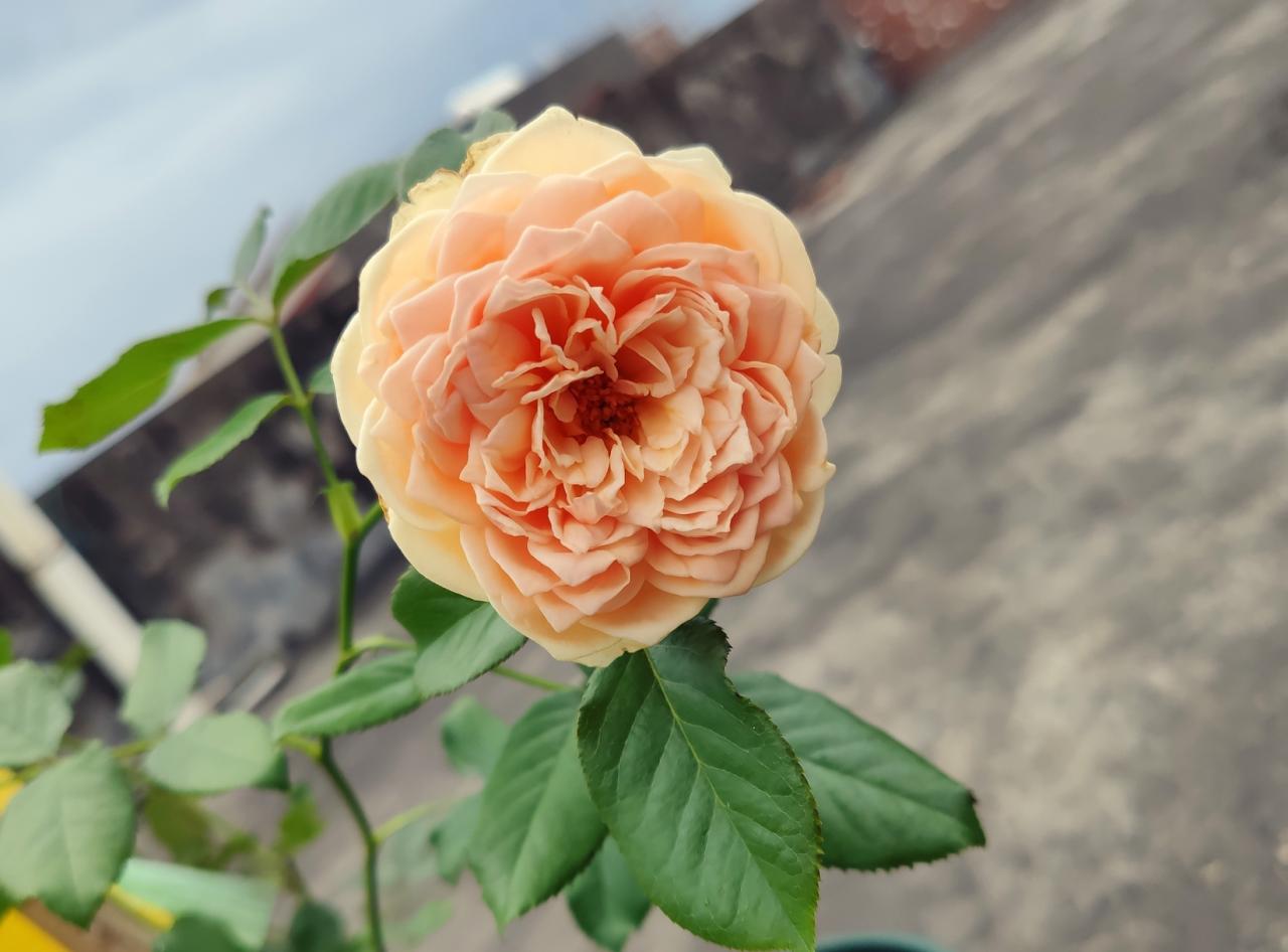 怎么对付切叶蜂(切叶蜂怎么防治)