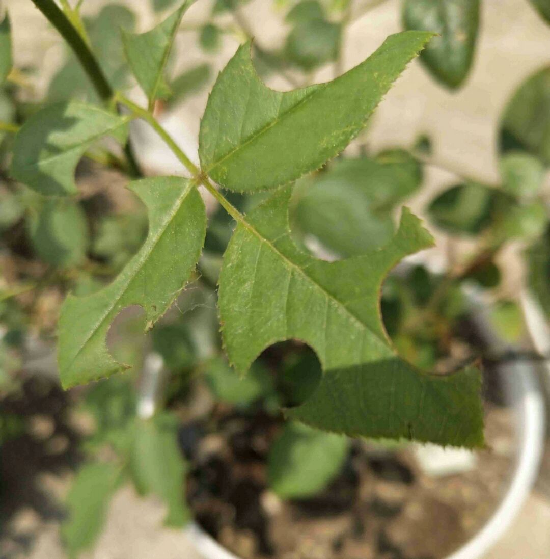 怎么对付切叶蜂(切叶蜂怎么防治)