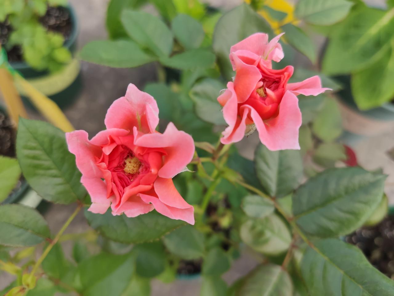 怎么对付切叶蜂(切叶蜂怎么防治)