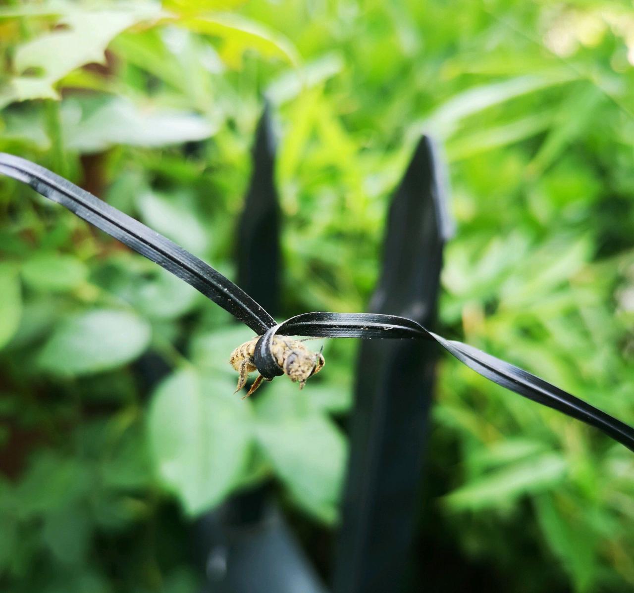 怎么对付切叶蜂(切叶蜂怎么防治)