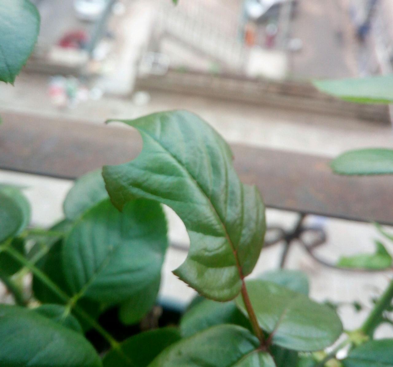 怎么对付切叶蜂(切叶蜂怎么防治)