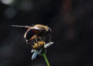 松丹一号最大群势是多少框(松丹一号蜂强群能维持多大群势)
