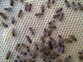 蜂群很强可以分蜂不 – 蜜蜂怎样分蜂怎样分群