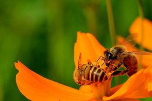 新丹一号与松丹一号哪个好(适合北方养殖蜜蜂品种)