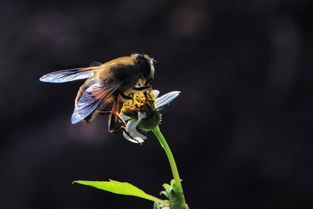 新丹一号与松丹一号哪个好(适合北方养殖蜜蜂品种)