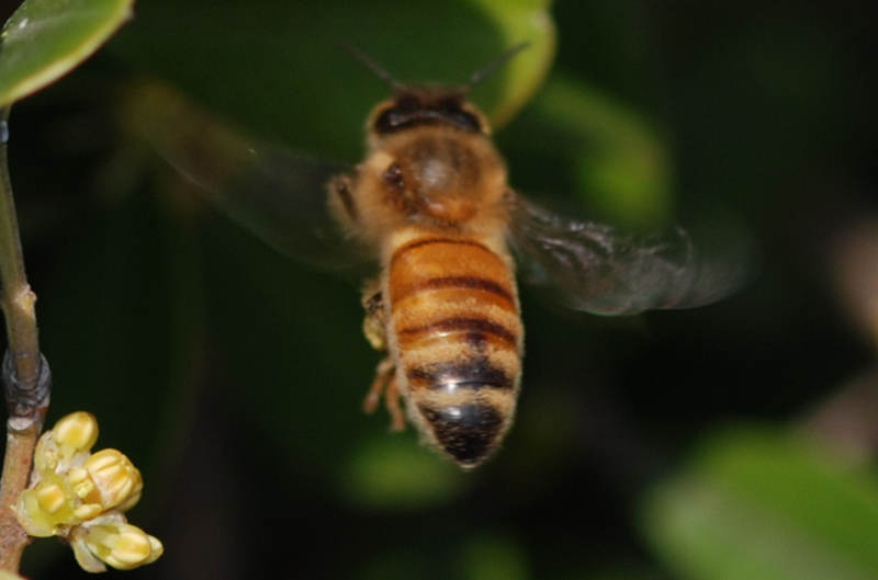 束龙岱一号与松丹一号(松丹一号的生物学特性)