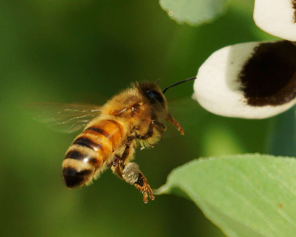 束龙岱一号与松丹一号(松丹一号的生物学特性)