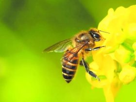 云贵高原中蜂养殖技术有哪些 – 云贵高原中蜂高效养殖技术