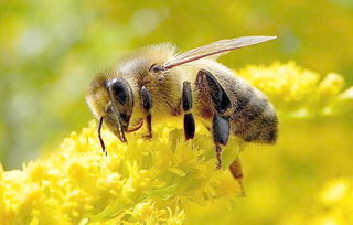 云贵高原中蜂蜂王与雄蜂个体大小(中华蜜蜂有多大个体)