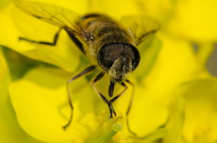 松丹一号是黑蜂杂交的吗(西方蜜蜂有哪些类型和品种)