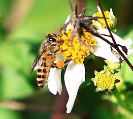 松丹一号是黑蜂杂交的吗(西方蜜蜂有哪些类型和品种)