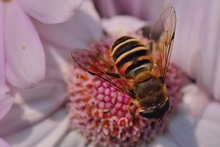 松丹一号是黑蜂杂交的吗(西方蜜蜂有哪些类型和品种)