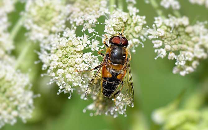 什么是新疆黑蜂 – 新疆黑蜂有什么特点