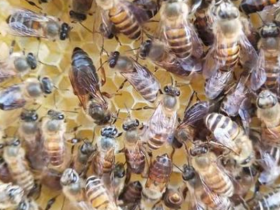 固定蜂场养中蜂好还是意蜂好（蜜蜂养殖，是固定养蜂好）