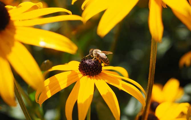 被蜜蜂蛰了为什么找不到刺(为什么蜜蜂会蜇人)