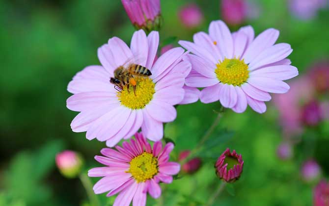 被蜜蜂蛰了为什么找不到刺(为什么蜜蜂会蜇人)