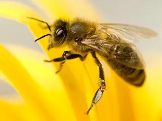 一个蜂场可以养300箱意蜂吗(一个地方最多养多少箱蜜蜂)