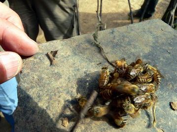 工蜂精神(工蜂的精神你赞叹吗)