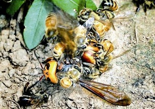 工蜂精神(工蜂的精神你赞叹吗)