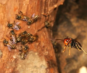 工蜂精神(工蜂的精神你赞叹吗)