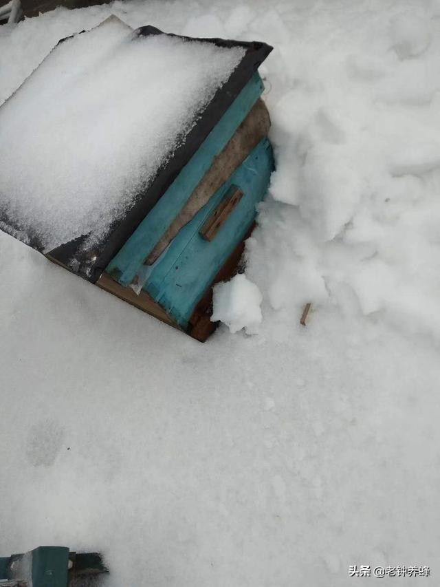 东北蜜蜂越冬技术（东北蜜蜂中蜂室外越冬管理）