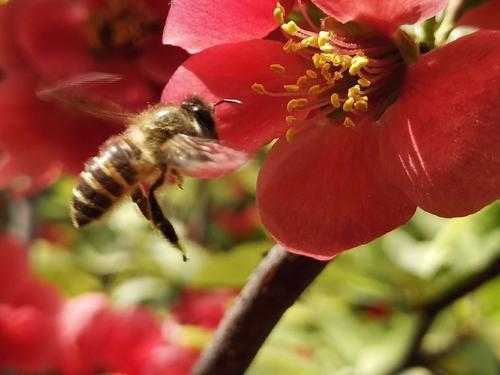 蜜蜂还有哪些知识我们不知道（蜜蜂一些不为人知的知识）